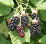 Ежевика Красотка Халл ЗКС