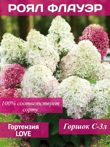 Роял Флауэр гортензия метельчатая