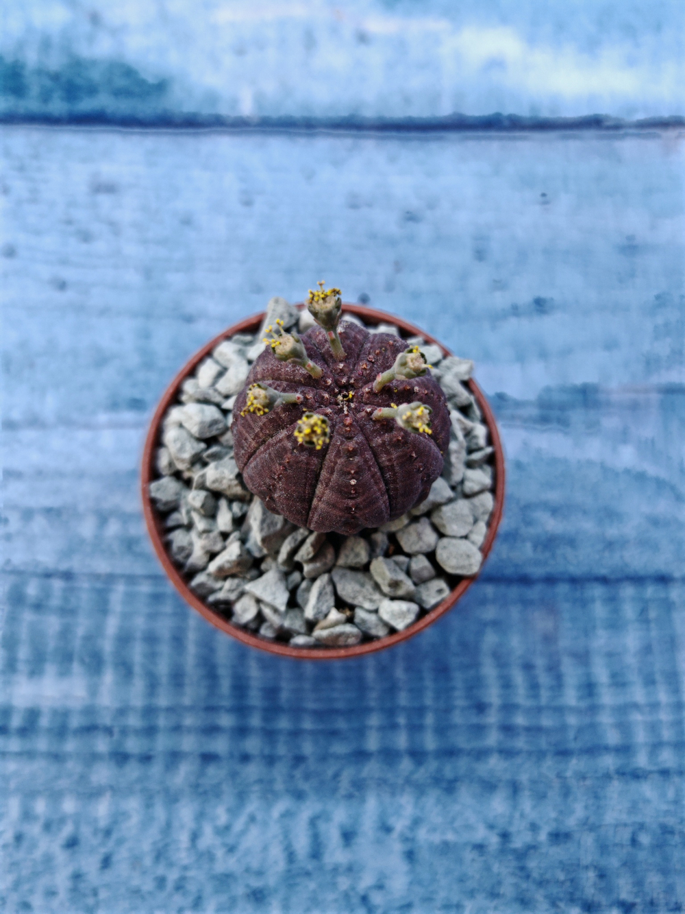 Euphoria Obesa (Эуфорбия)