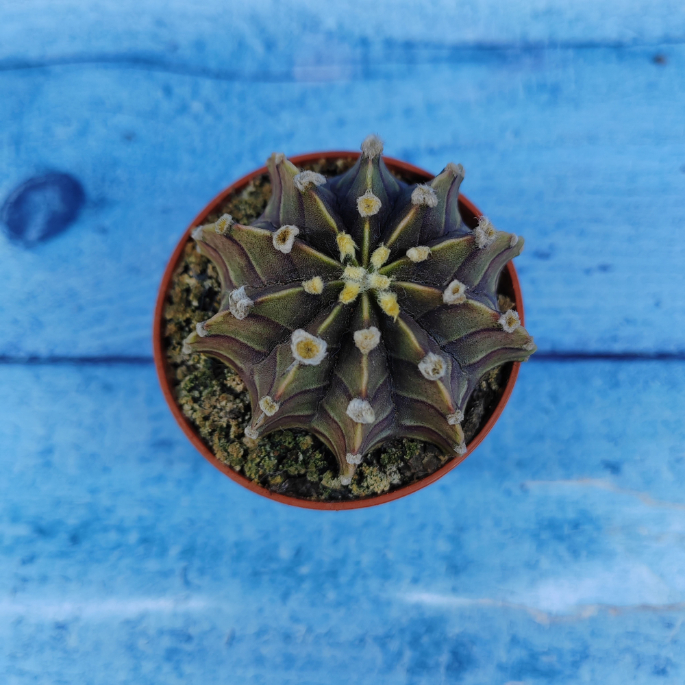 Gymnocalycium Friedrichii (Гимнокалициум)