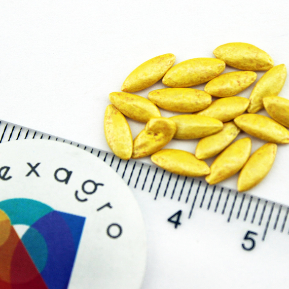 ДИРИГЕНТ F1 семена огурца партенокарпического (Rijk Zwaan) описание – фото 9