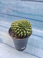 Gymnocalycium Spineless Crested form (Гимнокалициум Кристатный)