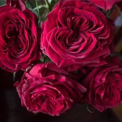 Майра Ред (Mayra's Red)