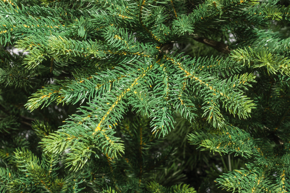 Ель искусственная Царь елка Диамант 180 см ДМН-180