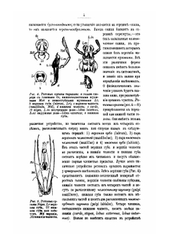 Краткий курс энтомологии, с обращением особенного внимания на насекомых, имеющих значение в лесном хозяйстве | Н.А. Холодковский