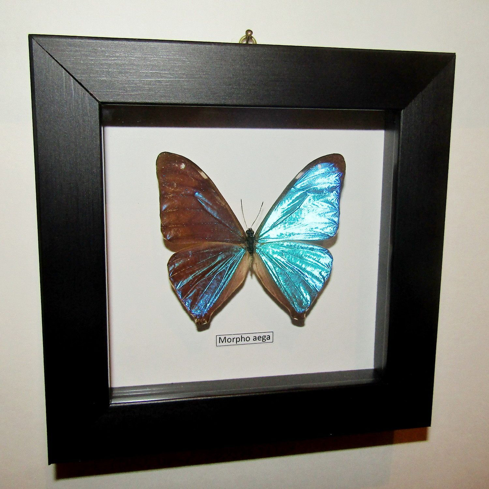 Бабочка Morpho aega в рамке