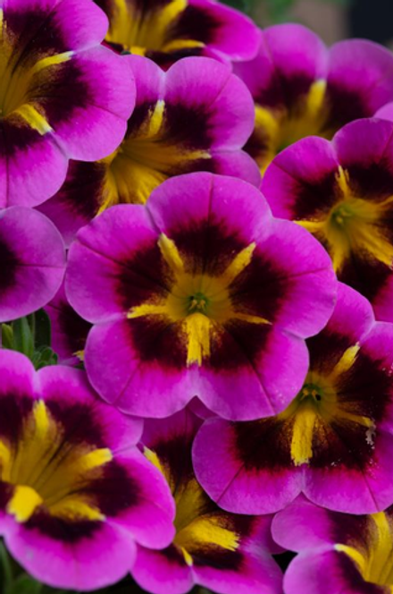 Новинка 2026 ЕВРО Calibrachoa CALILOCO Starfire Fuchsia неукор черенок конец ноября
