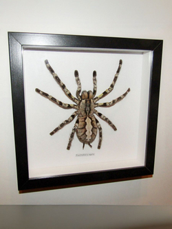 Паук-Птицеяд в рамке
