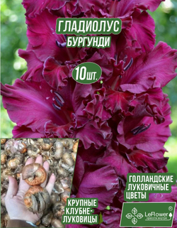 Гладиолус Луковица, Бургунди, 10 шт