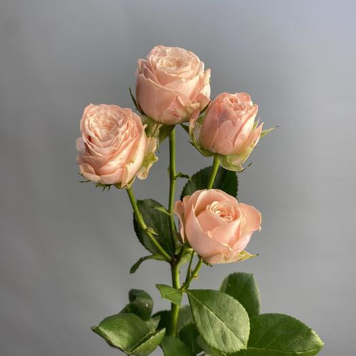 Кустовая роза Бомбастик. Цветы поштучно 009 Chalet Green