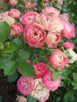 Роза флорибунда Акрополис