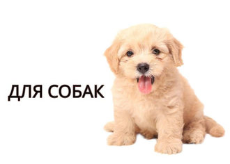 Собаки 