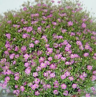 Гипсофила Джипси Пинк F1 100 семян