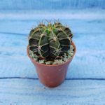 Gymnocalycium Friedrichii (Гимнокалициум)