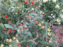 Клубничка (Tomatoberry) сорт томата
