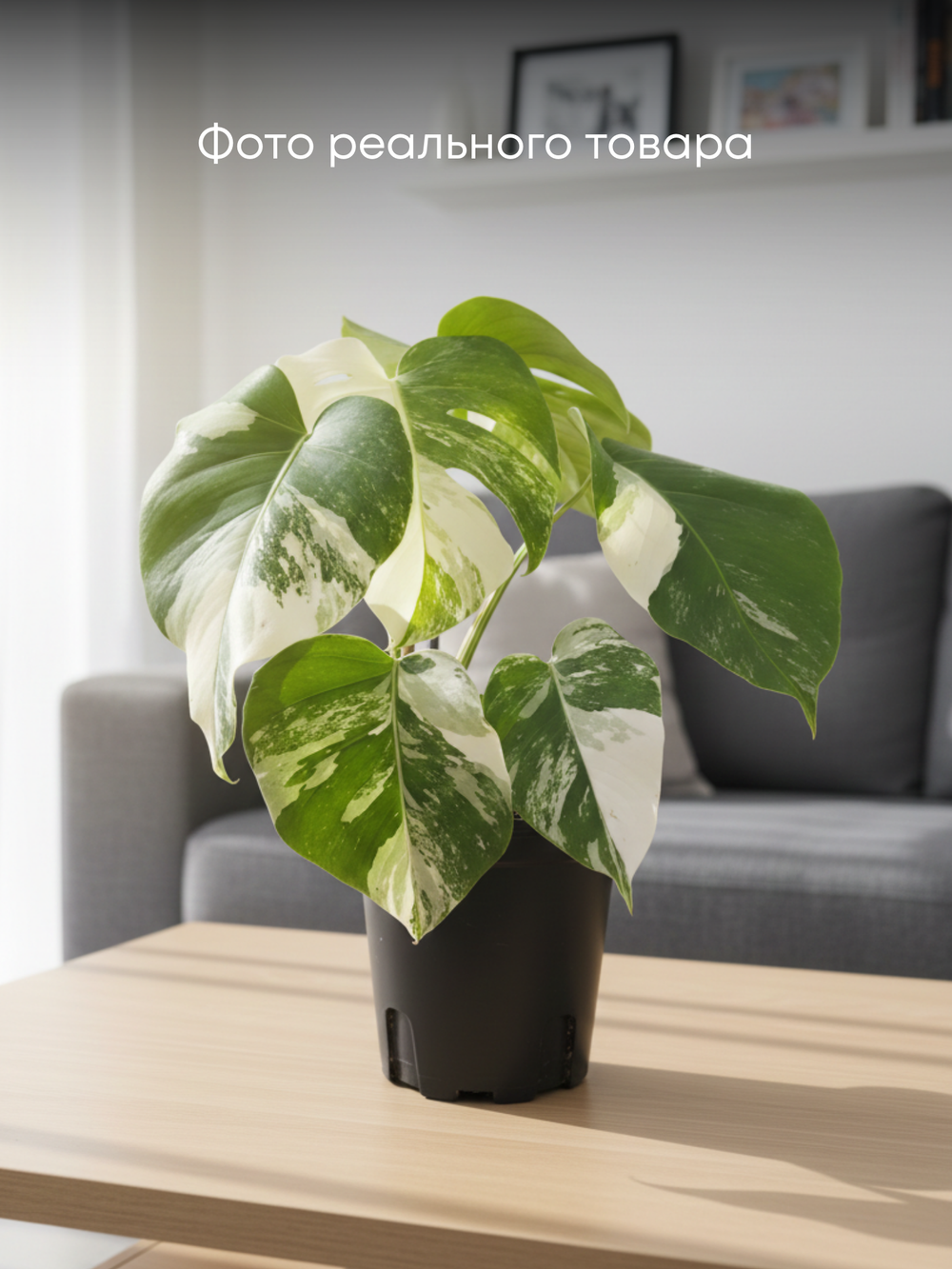 Монстера восхитительная White bac