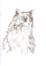 Альбом для раскрашивания полноцветный. Раскраски