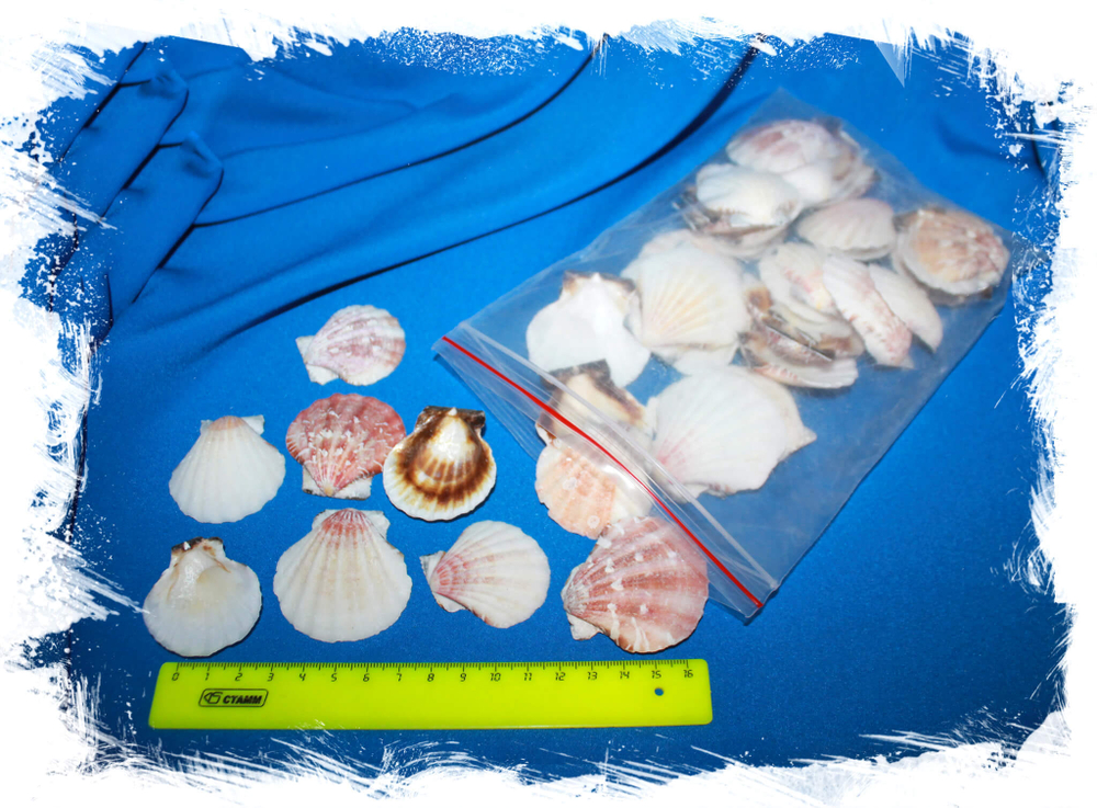 Ракушки для декора Пектен Вексиллум