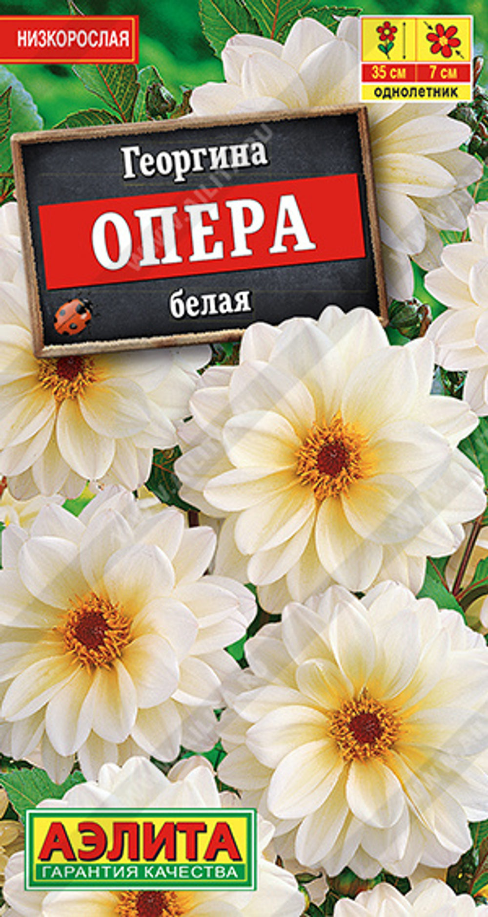Георгина Опера белая 7шт Аэлита