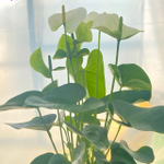 Антуриум Андрэ SIERRA WHITE