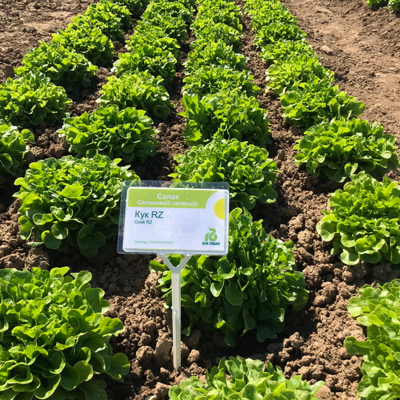 КУК семена салата Rijk Zwaan купить – фото 1
