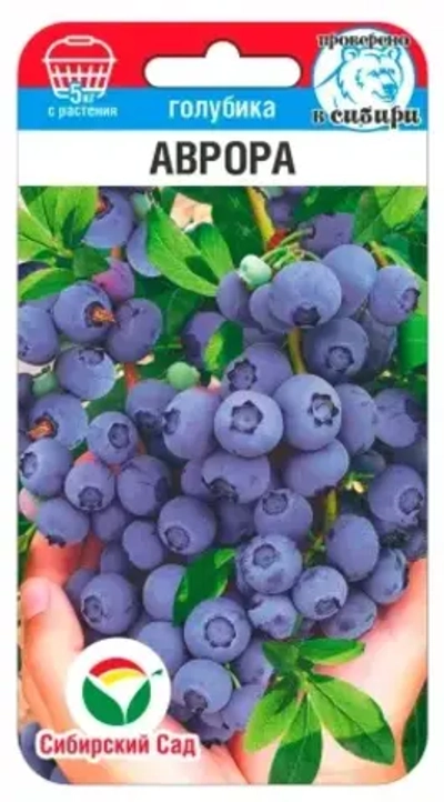 Голубика Аврора 10шт (Сиб Сад)