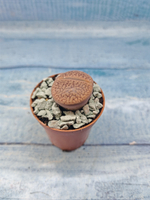 Lithops sp. (Литопсы)