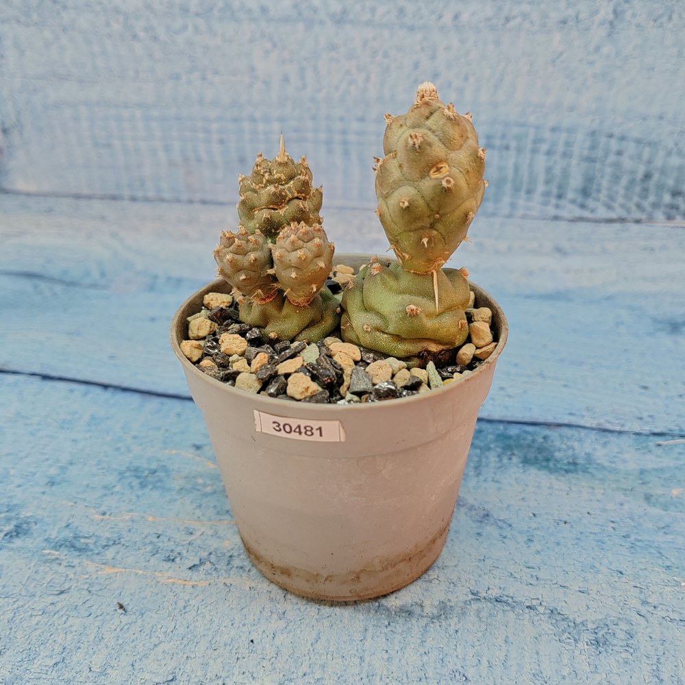 Tephrocactus Articulatus (Тефрокактус)