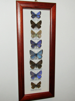 Коллекция голубянок Московской области.