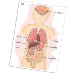Игра на липучках Мои органы