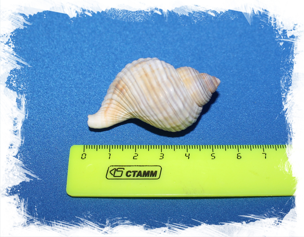 Ракушка Tritonium caudatum, Тритониум каудатум купить