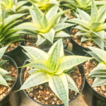 Сансевиерия GABRIELLA WHITE VAR