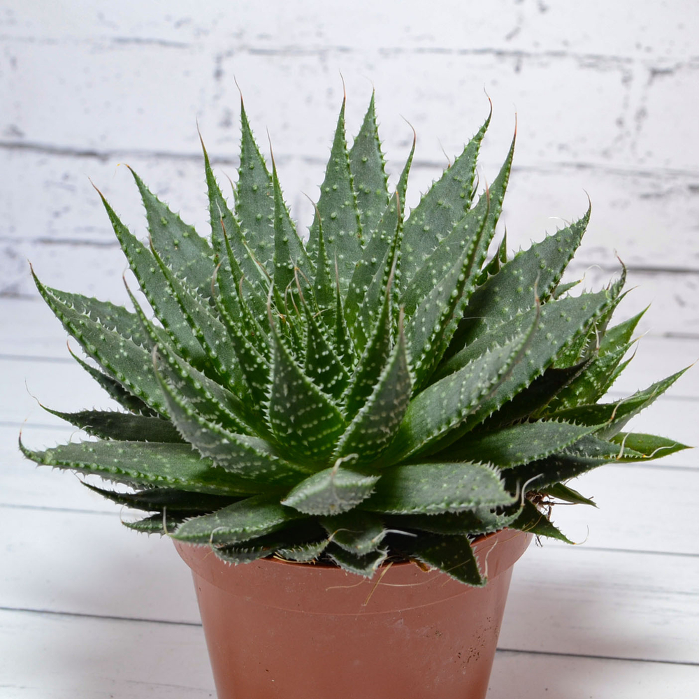 Aloe Aristata (Алоэ)