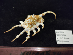 Лямбис Скорпиус "100-160мм"