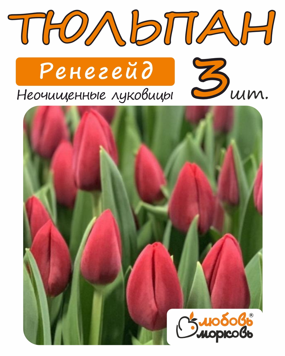 Тюльпан Луковица, Ренегейд, 3+  шт