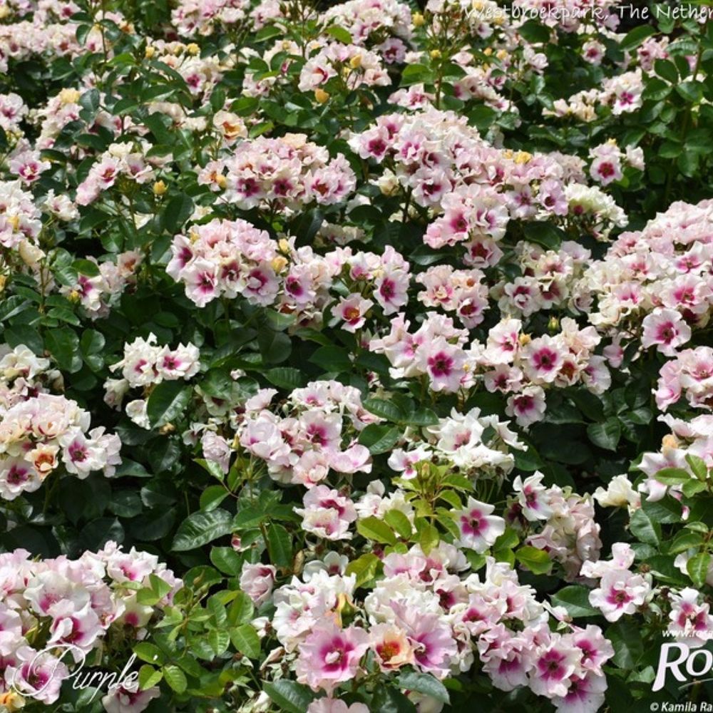 Си Ю ин Пёрпл (See You in purple)