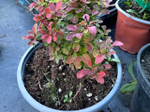 Барбарис Atropurpurea Nana Р12