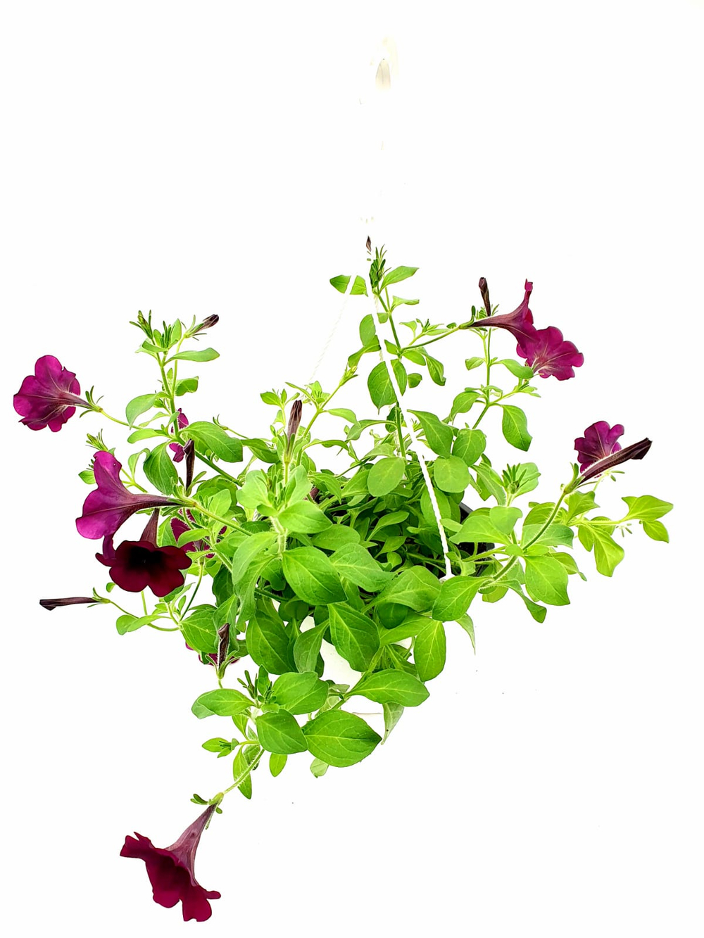 Петуния подвесная