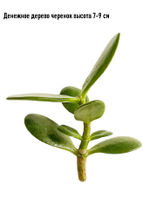 Денежное дерево Черенок 2 шт , крассула овата (Crassula ovata) высота 7- 9 см.