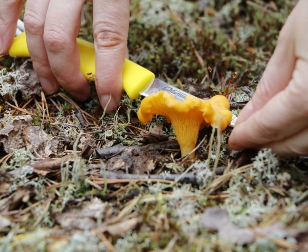 Нож MARTTIINI Mushroom