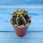 Gymnocalycium Friedrichii (Гимнокалициум)