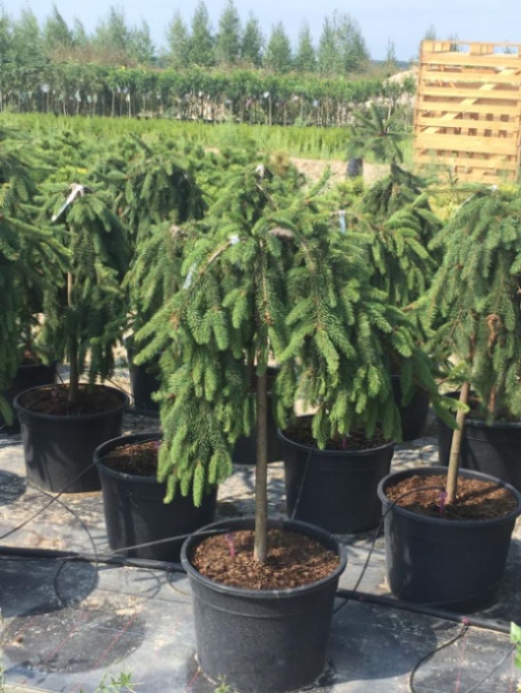 Ель обыкновенная Инверса штамб 120-140 см Закупка М66 апрель 2026