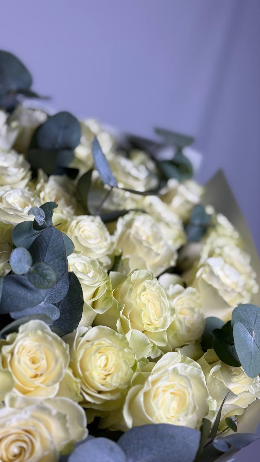 Белая Эквадорская роза