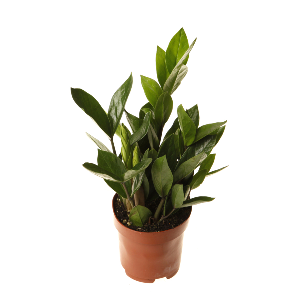 Замиокулькас