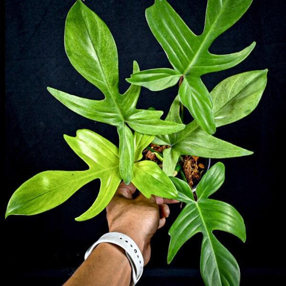 Филодендрон FLORIDA GHOST