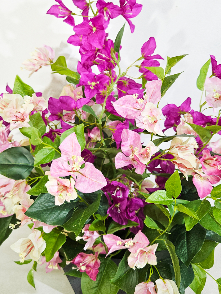 Бугенвиллия цветущая в кашпо Лофт Квадро