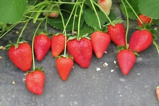 Земляника садовая Азия НФ 421 Р9 Закупка М65 май-июнь 2026