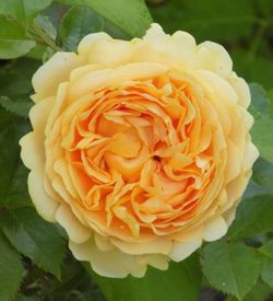 Чиппендейл Голд (Chippendale Gold)