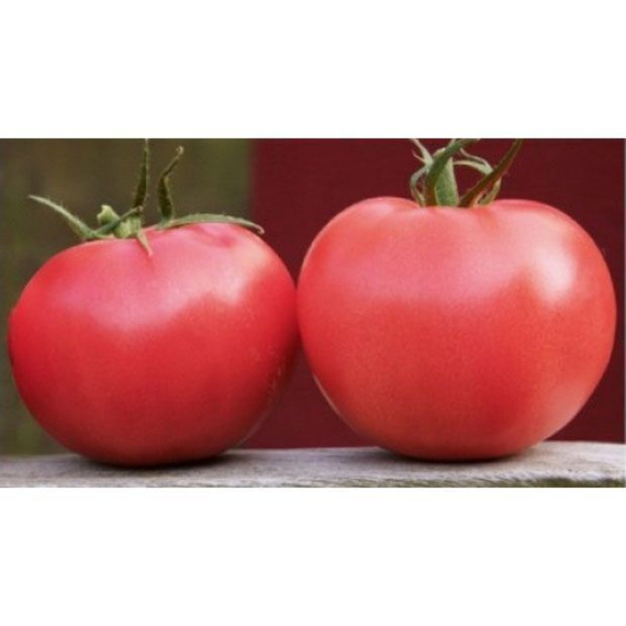 ФЕНДА F1 семена томата Clause оисание – фото 2