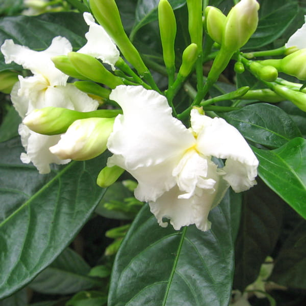 Табернемонтана дивариката махровая – Tabernaemontana divaricata double